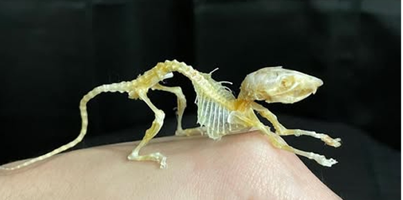 Independent Practice