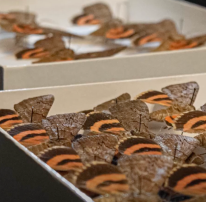 Florida Museum of Natural History